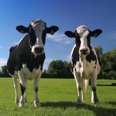 Governance; How about the cow and the green grass?